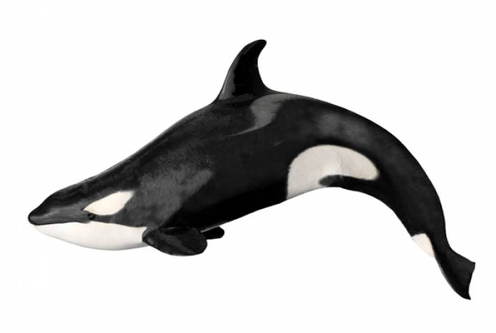 Orca whale illustration - On The Go Tours