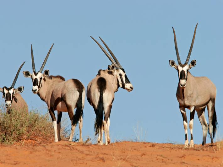 Oryx in Namibia - Africa Overland Safaris - Africa Lodge Safaris - Africa tours - On The Go Tours