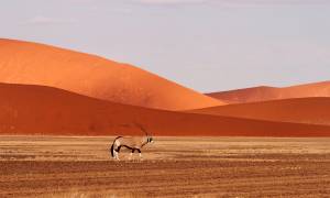 Oryx in Namibia