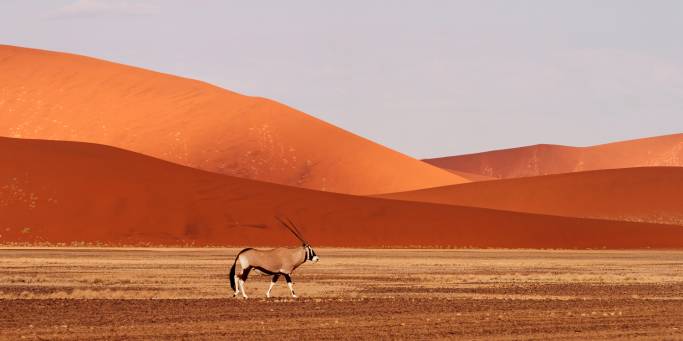 An oryx in the desert | Namibia