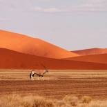 An oryx in the desert | Namibia