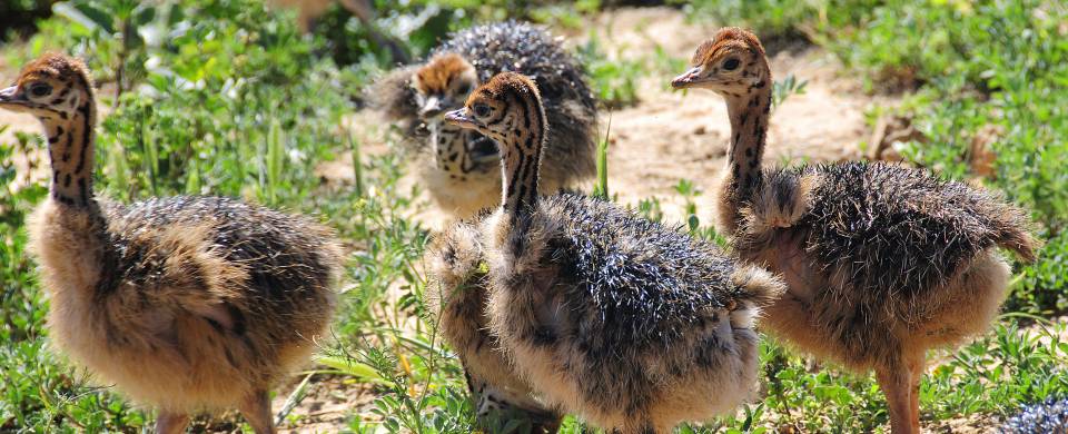 Baby ostriches walking together in Oudtshoorn