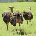 Baby ostriches walking together in Oudtshoorn