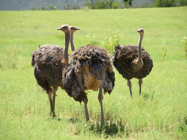 Baby ostriches walking together in Oudtshoorn