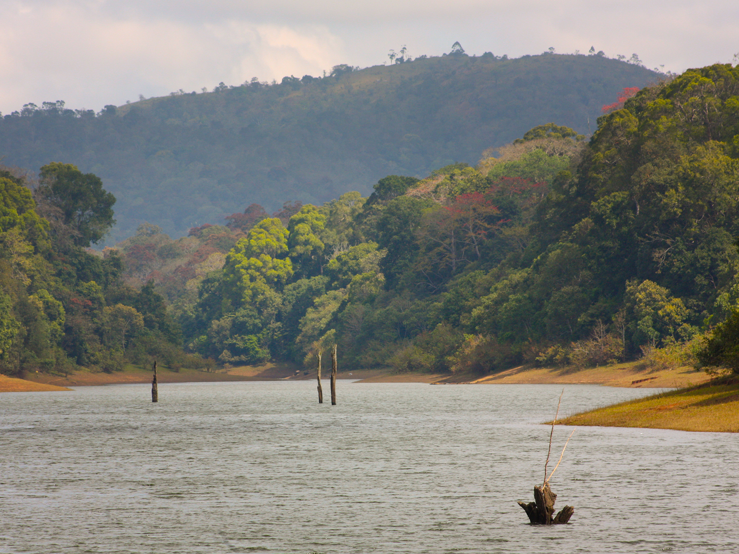 Day 5 - Periyar Wildlife Sanctuary