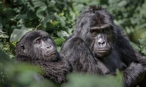 Pair of gorillas