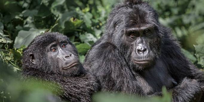 Pair of gorillas