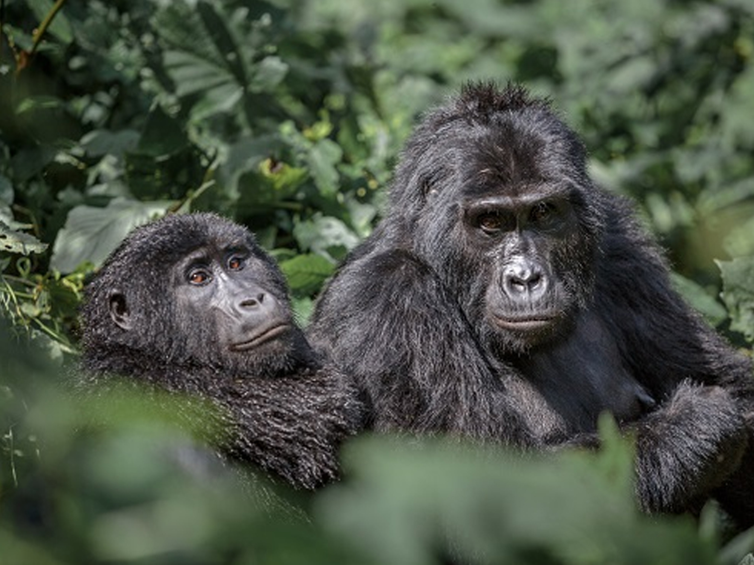 Days 6-8 - Gorilla Trekking & Lake Bunyonyi