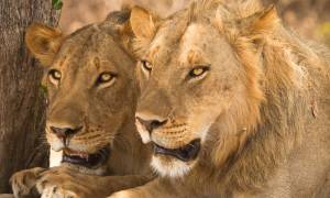 Pair-of-lions-resting