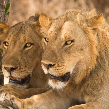 Pair-of-lions-resting