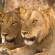 Lions in Samburu National Park | Kenya | Africa