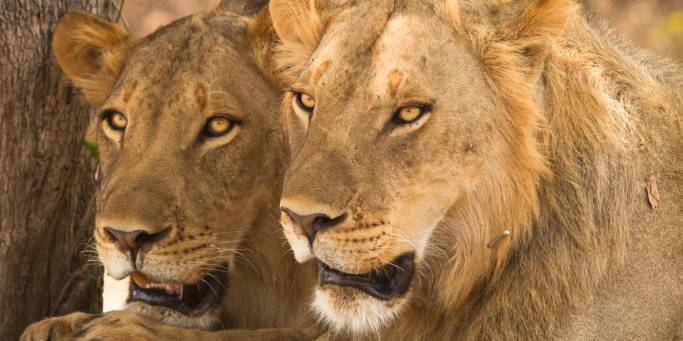 Lions in Samburu National Park | Kenya | Africa