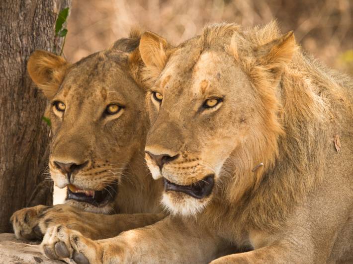 Pair-of-lions-resting