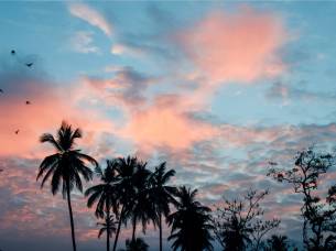Palm tree silhouette at sunset in Sri Lanka