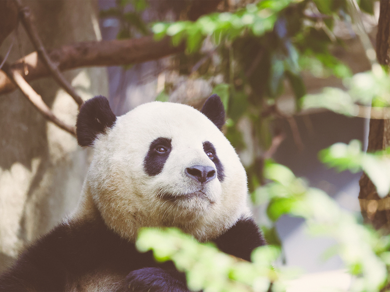 Totally China & Pandas - 11 days