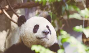 Panda - china