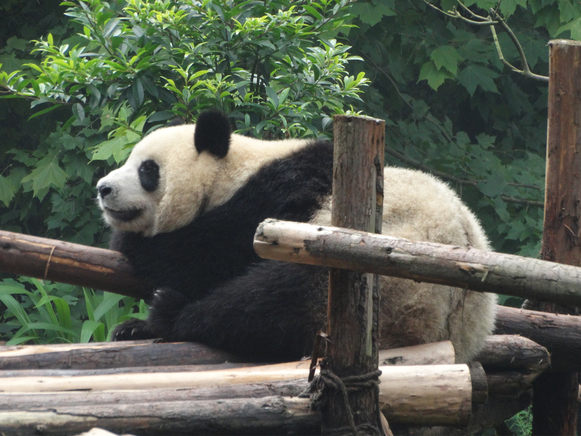 Day 6 - Chengdu
