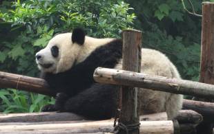 Panda-China Tours-On The Go Tours