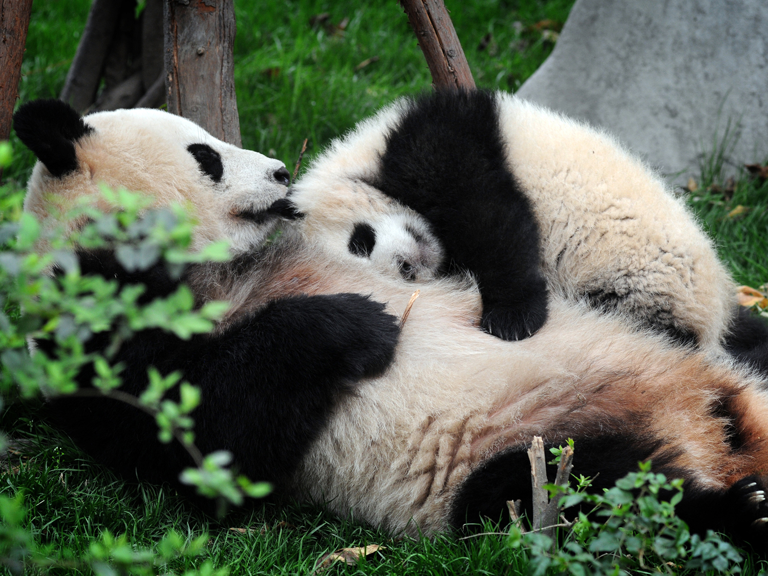 Day 9 - Chengdu