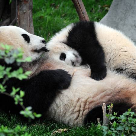 Pandas-China Tours-On The Go Tours