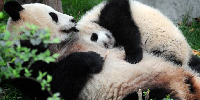 Chengdu Pandas | China