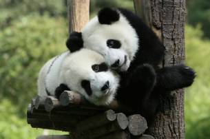 Pandas-Useful-Info-China