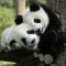 Giant Pandas | China	