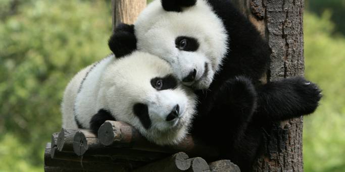 Giant Pandas | China	
