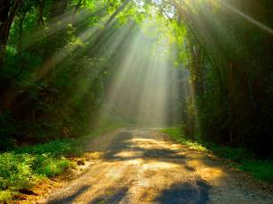 Parambikulam Wildlife Sanctuary - On the Go Tours