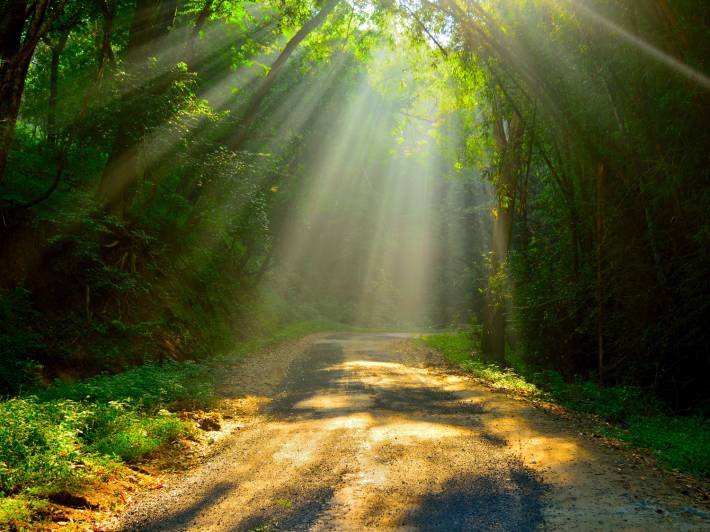 Parambikulam Wildlife Sanctuary - On the Go Tours