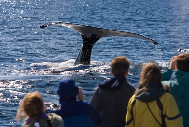 Passengers observing a whale - Iceland - On The Go Tours