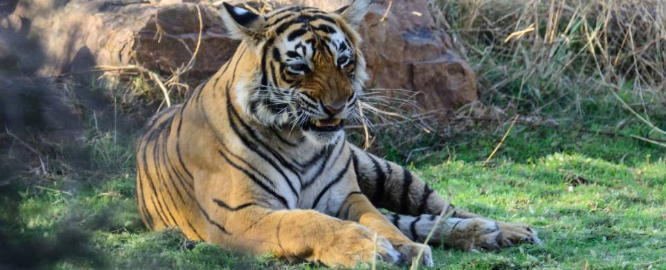 Tiger lying in the grass at the Pench National Park
