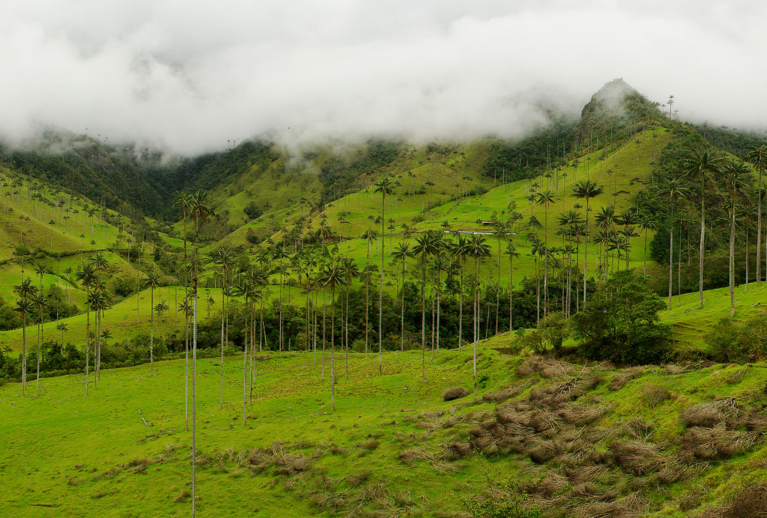 Day 7 - Popayan