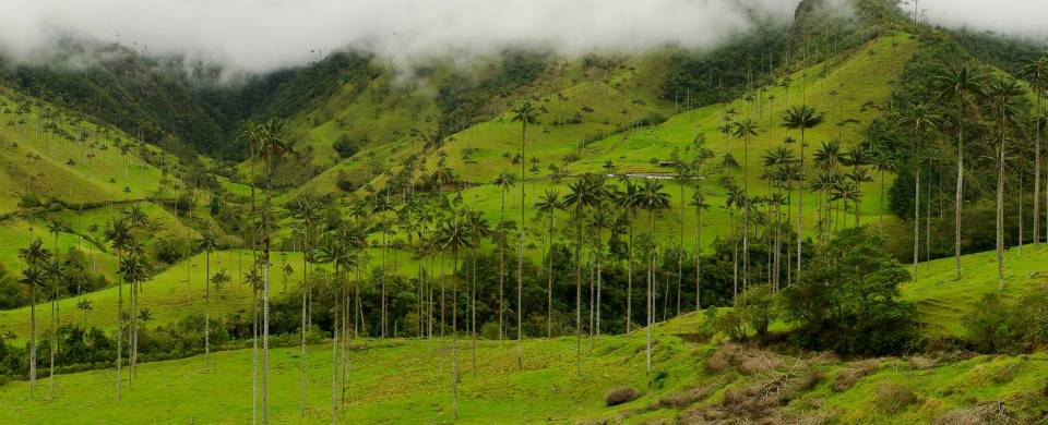 The verdant hills and wax palms of the coffee region that surrounds the city of Pereira