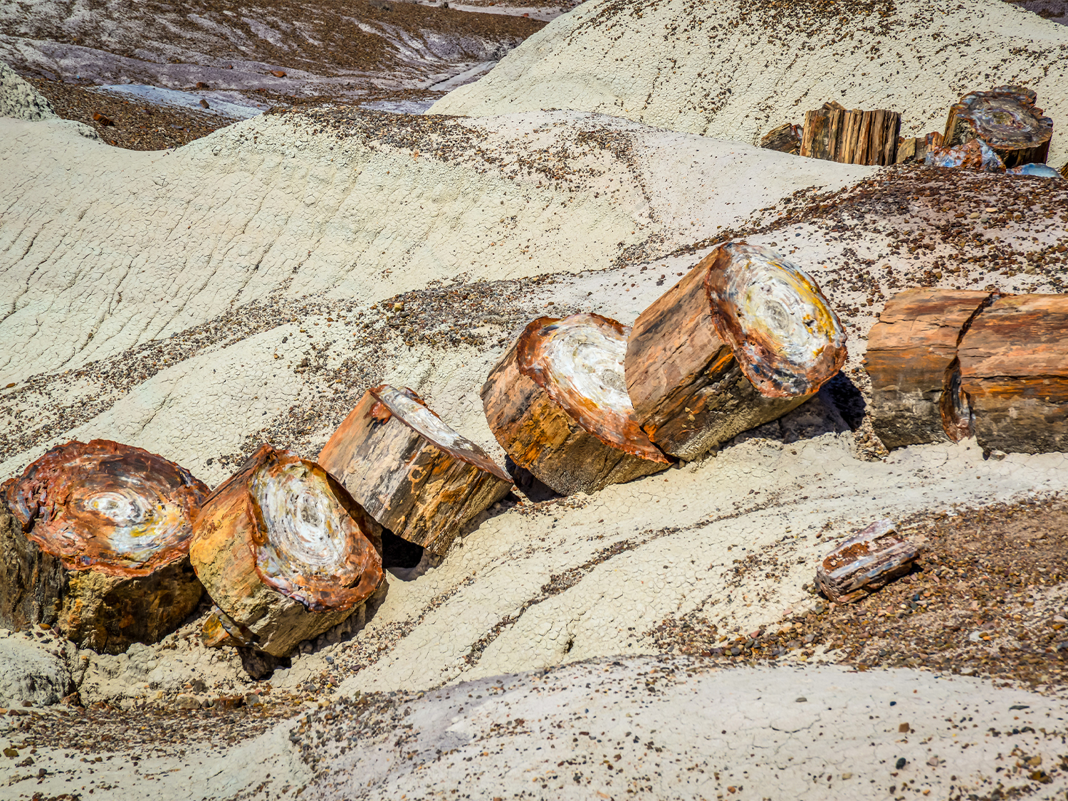 Day 4 - Petrified Forest National Park