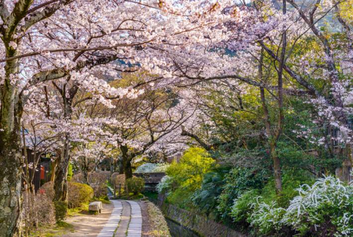 Philosopher's Path in Kyoto - Cherry blossom in Japan - On The Go Tours