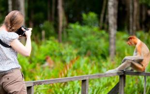 Photographer and Proboscis monkey - Borneo