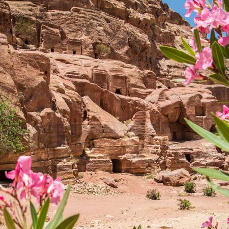 Pink flowers in Petra - Jordan Tours - On The Go Tours