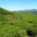 Rolling hills and tea gardens of Munnar