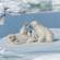Polar bear cubs playing - Svalbard - Norway