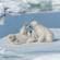 Polar bear cubs playing - Svalbard - Norway