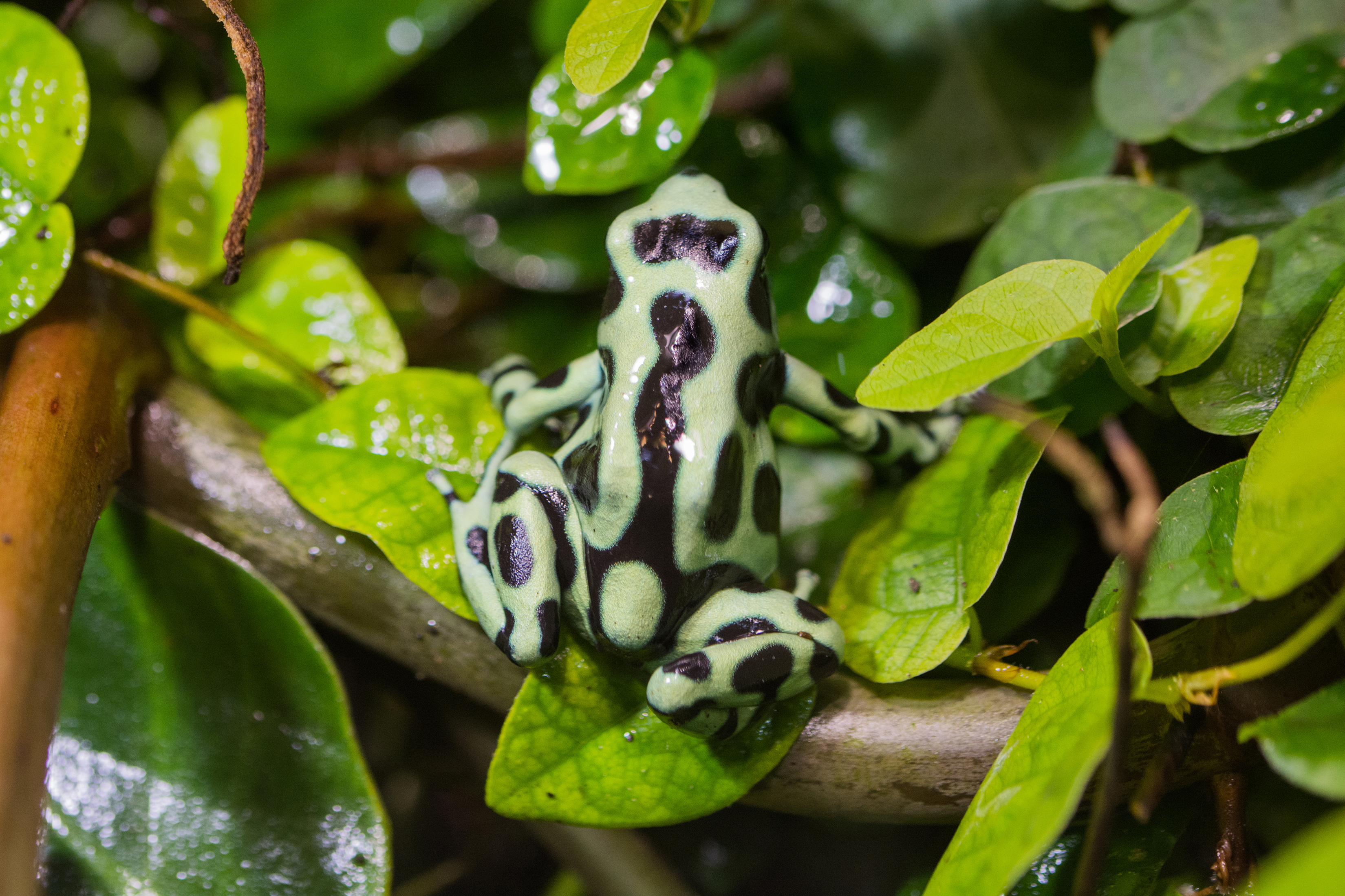 Posion Dart Frog Sarapiqui (shutterstock_376586419)