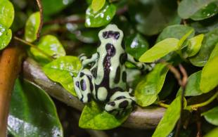 Posion Dart Frog Sarapiqui (shutterstock_376586419)