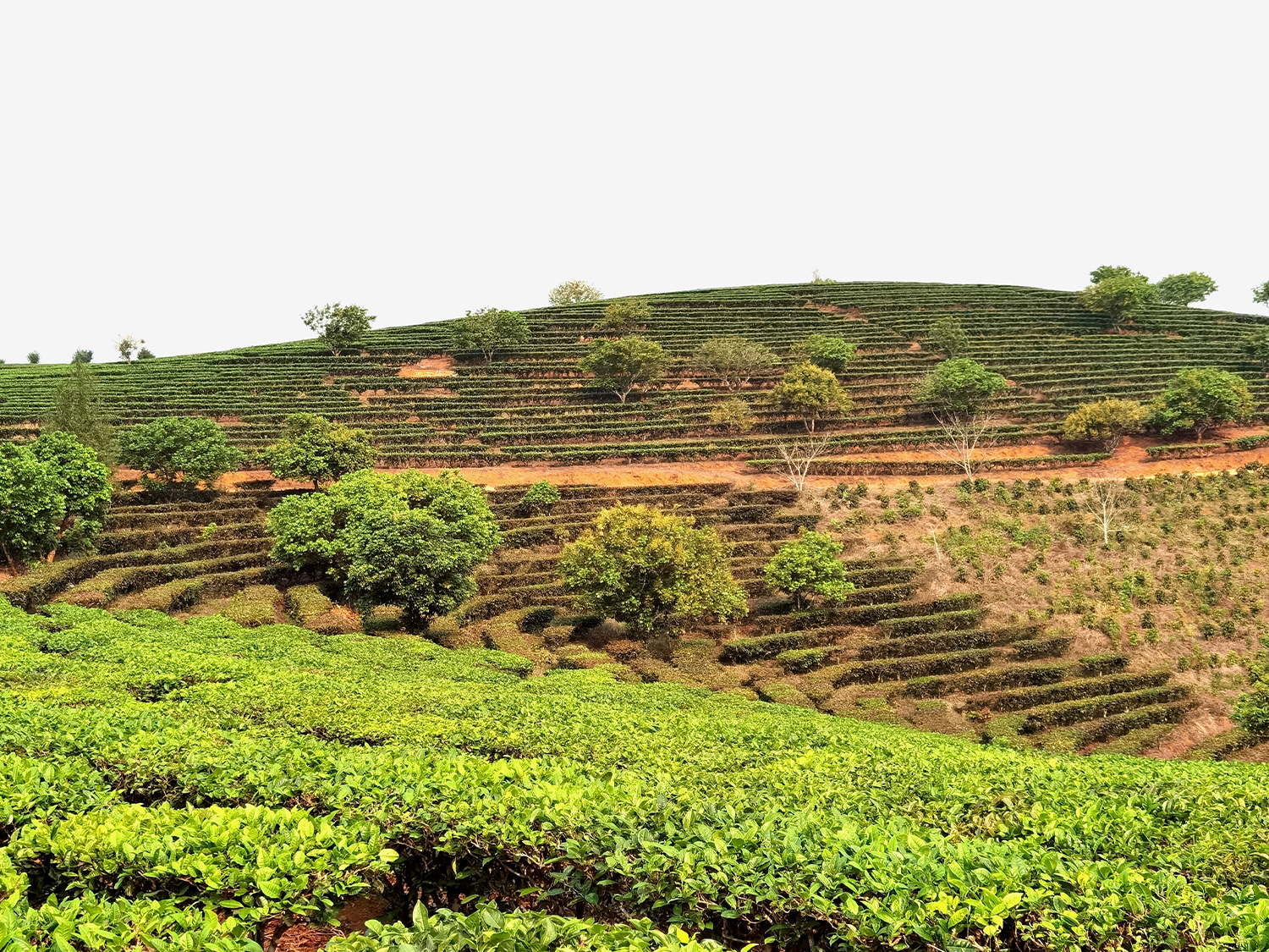 Day 3 - Xishuangbanna