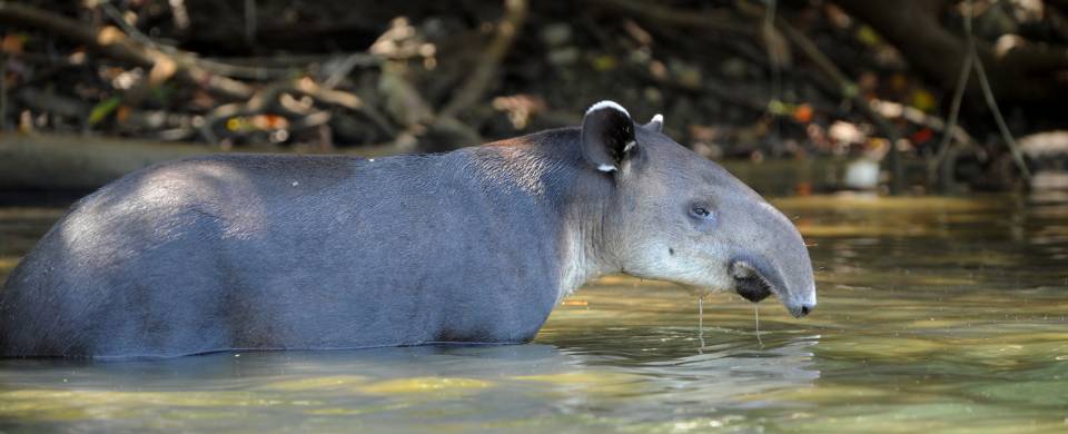 Tapir half submerged in water in the Corcovado National Park, near Puerto Jimenez