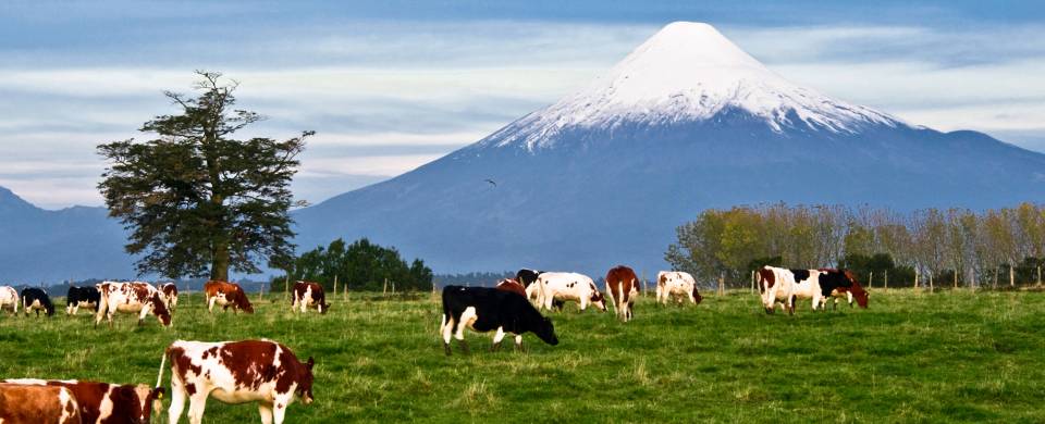 Cows grazing in the lofty Puerto Montt, in front of a snow-capped mountain