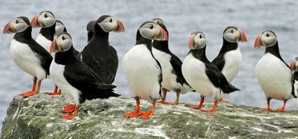 Puffin Watching - Bolt-Ons