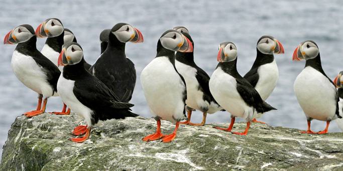 Puffin Watching in Iceland