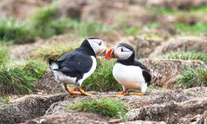 Puffins - Newfoundland - Canada