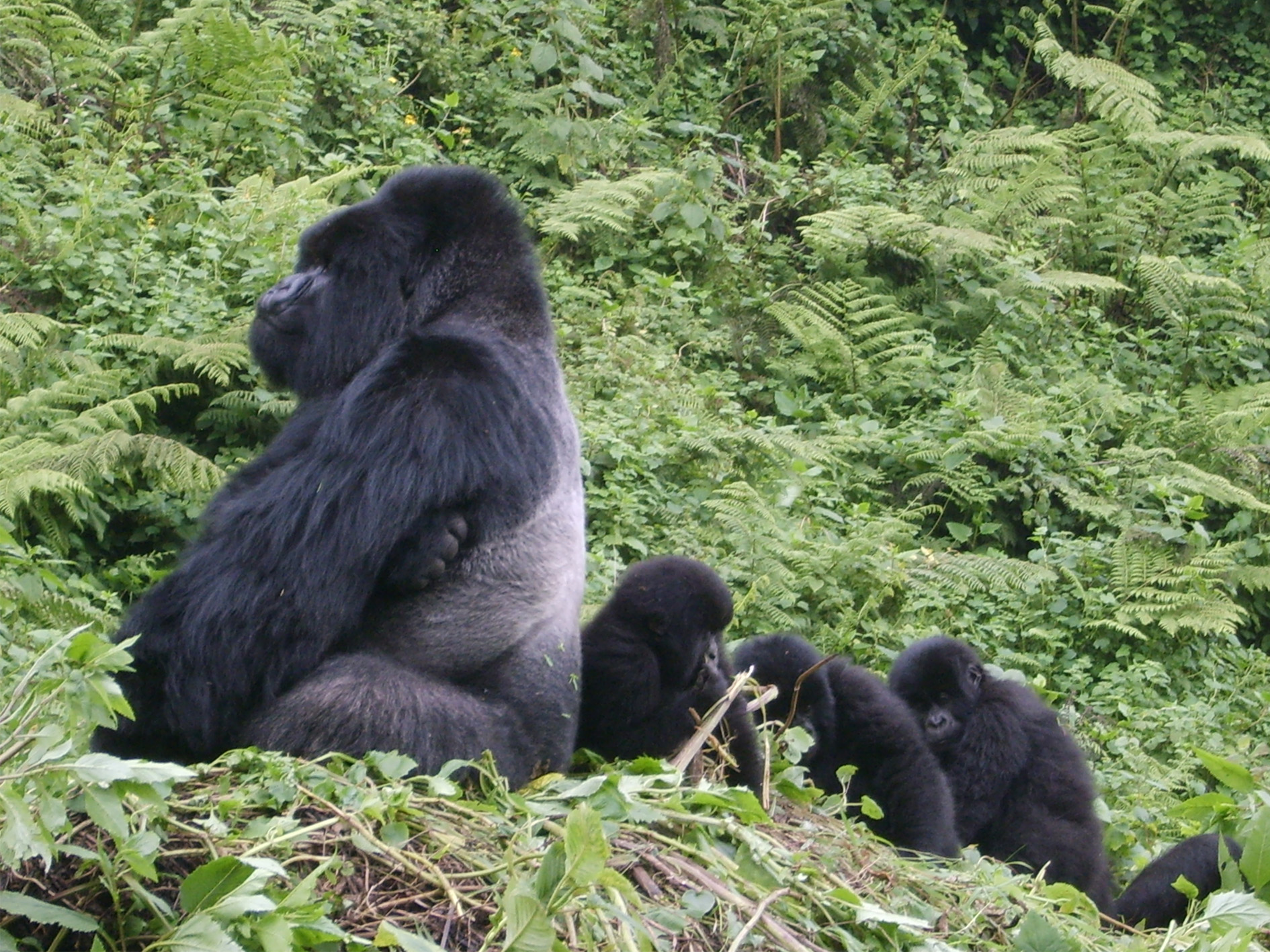 Day 3 - Gorilla Trekking & the Twin Lakes